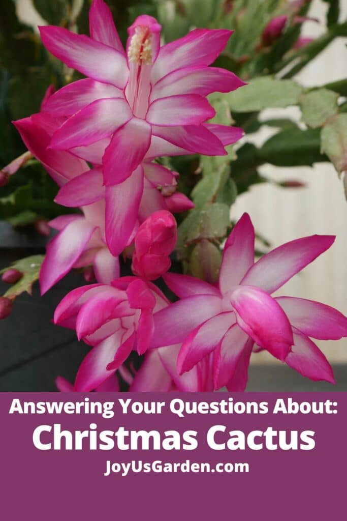 Questions About Christmas Cactus Plants: Answering Your FAQs