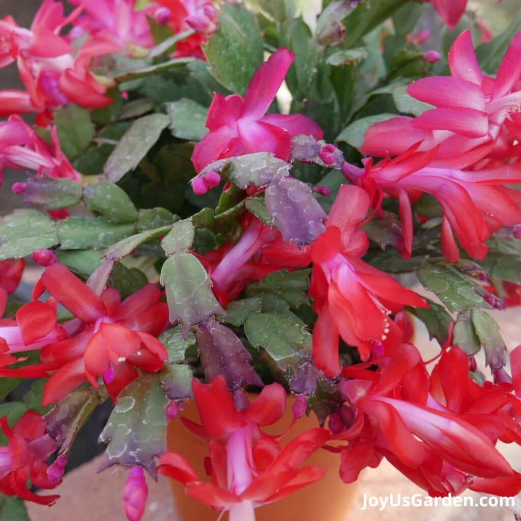 Close-up of the red flowers on a Christmas cactus.