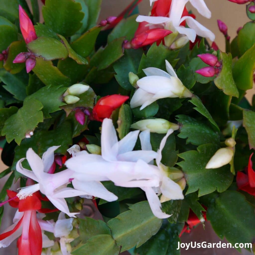 Close-up of the red and white flowers on a Christmas cactus.