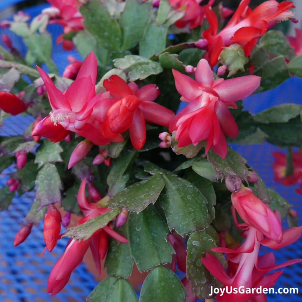 Questions About Christmas Cactus Plants: Answering Your FAQs