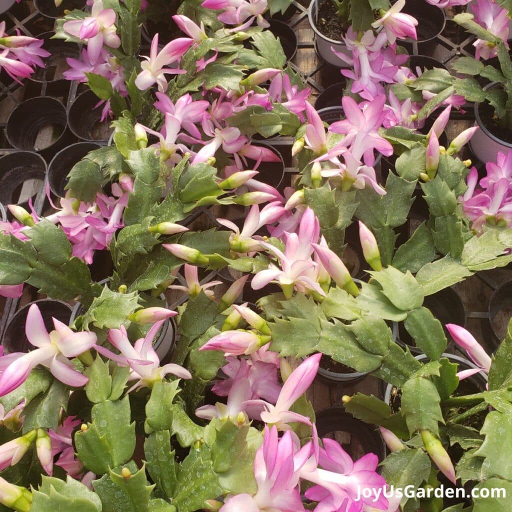 Questions About Christmas Cactus Plants: Answering Your FAQs