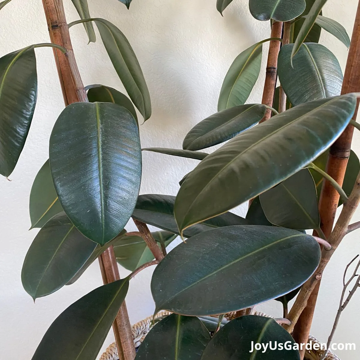 close up of rubber tree leaves growing indoors in plant basket