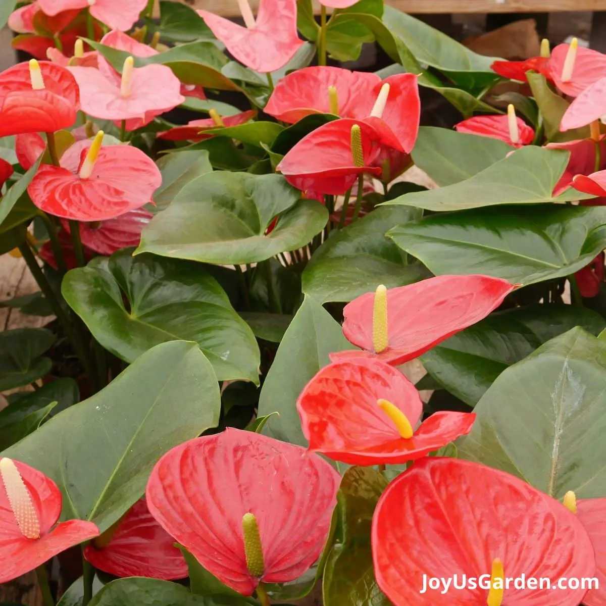 red anthurium on table in bloom green foliage