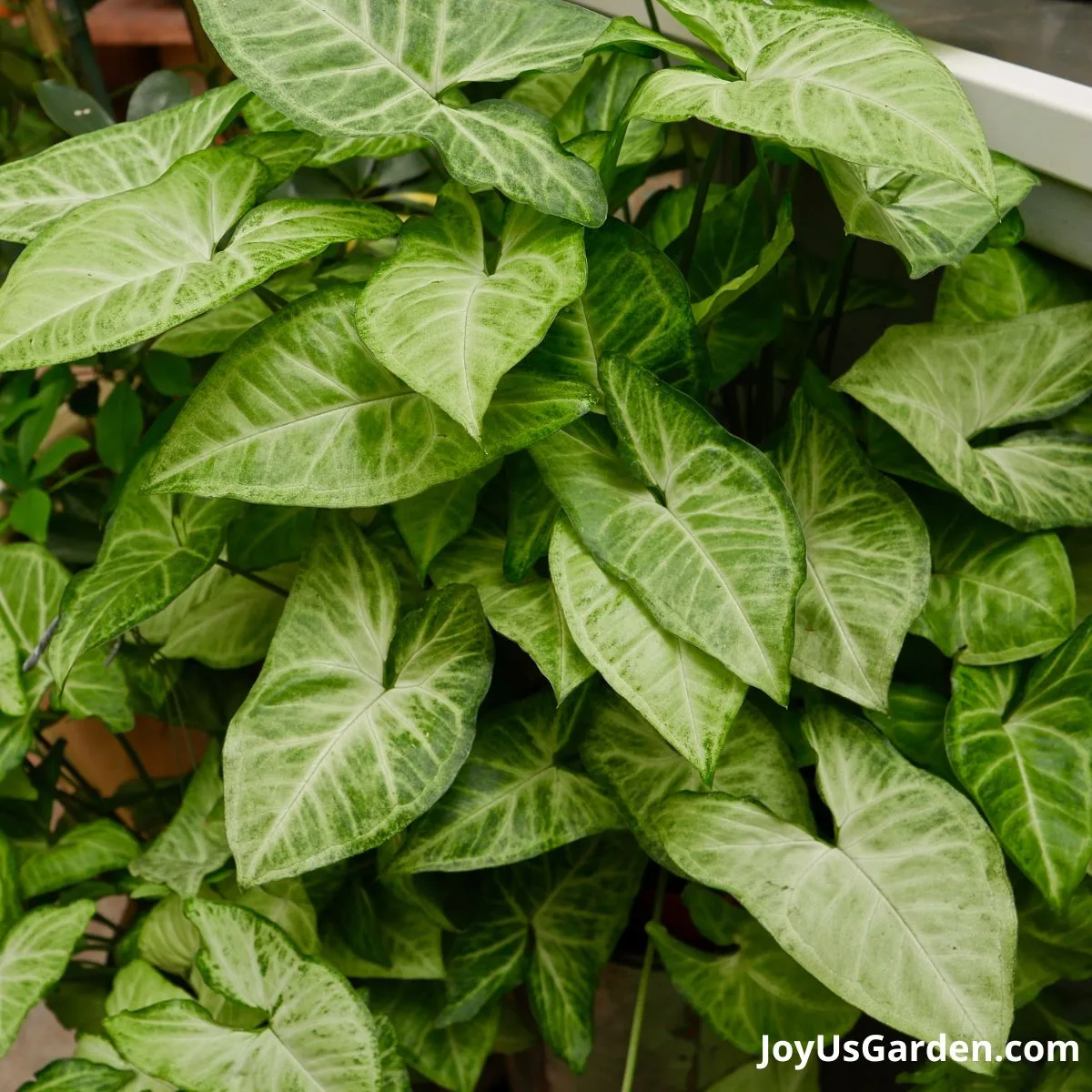 close up of arrowhead Syngonium plant leaves foliage