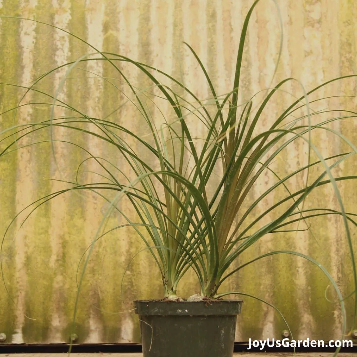 ponytail palm with 2 heads growing in greenhouse nursery 