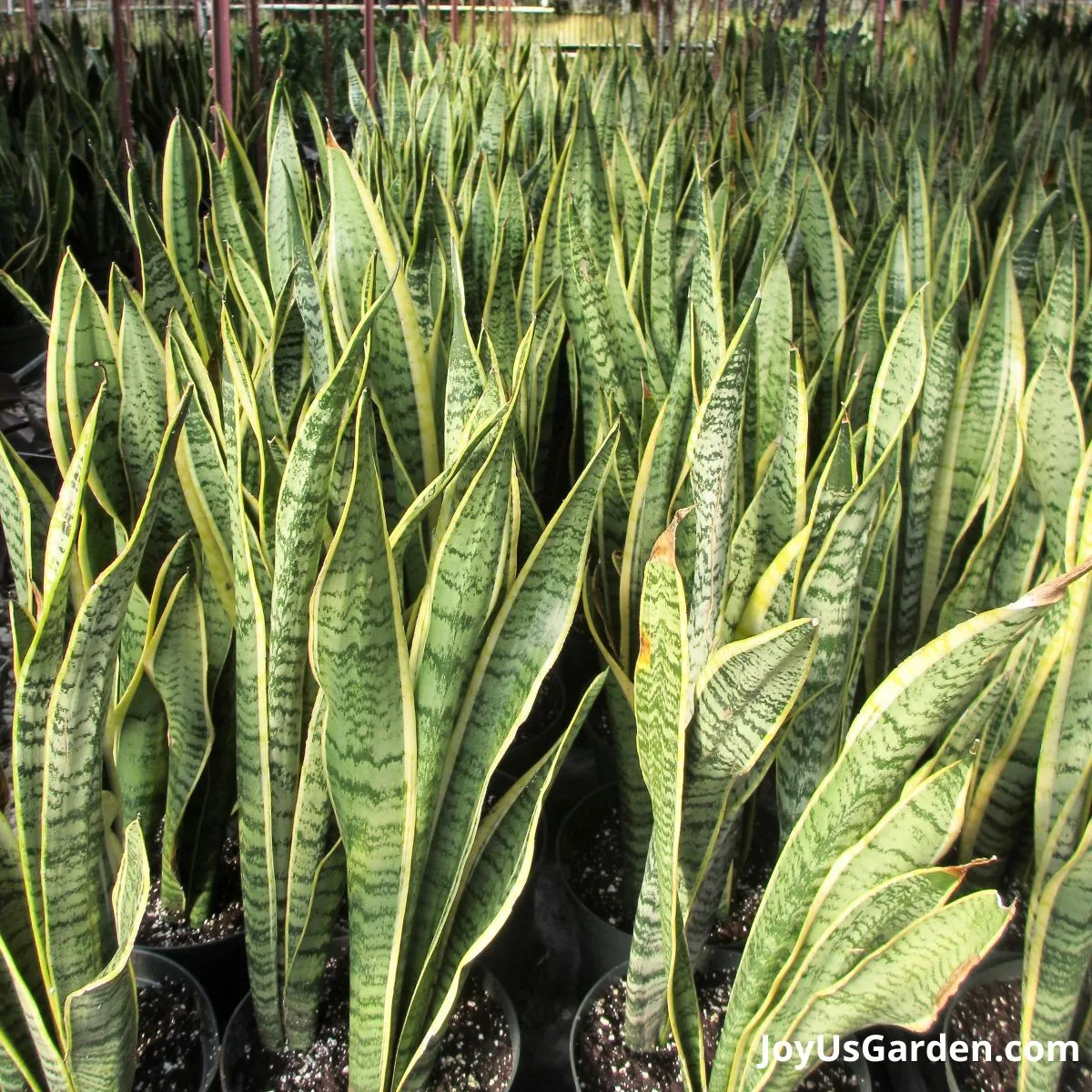 Sansevieria Laurentii growing in greenhouse nursery a vast number growing on plant table 