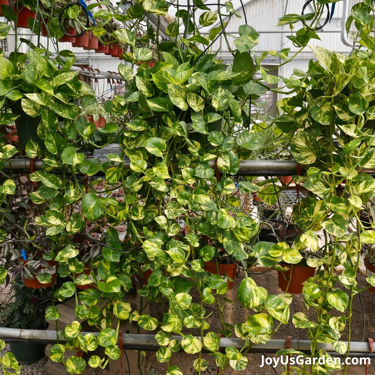 golden pothos being grown in greenhouse nursery hanging on plant racks