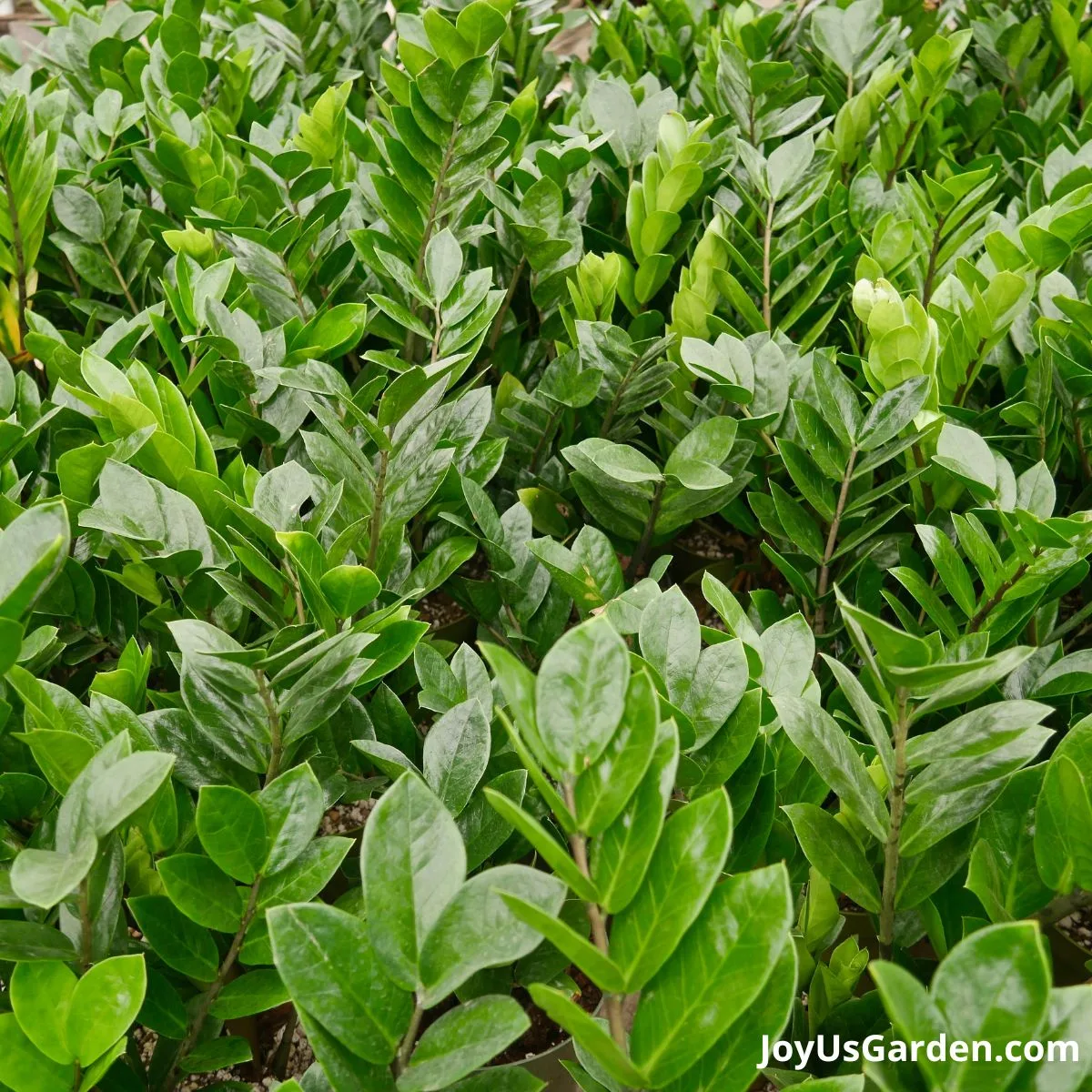 zz plant shown growing in greenhouse nursery on plant table 