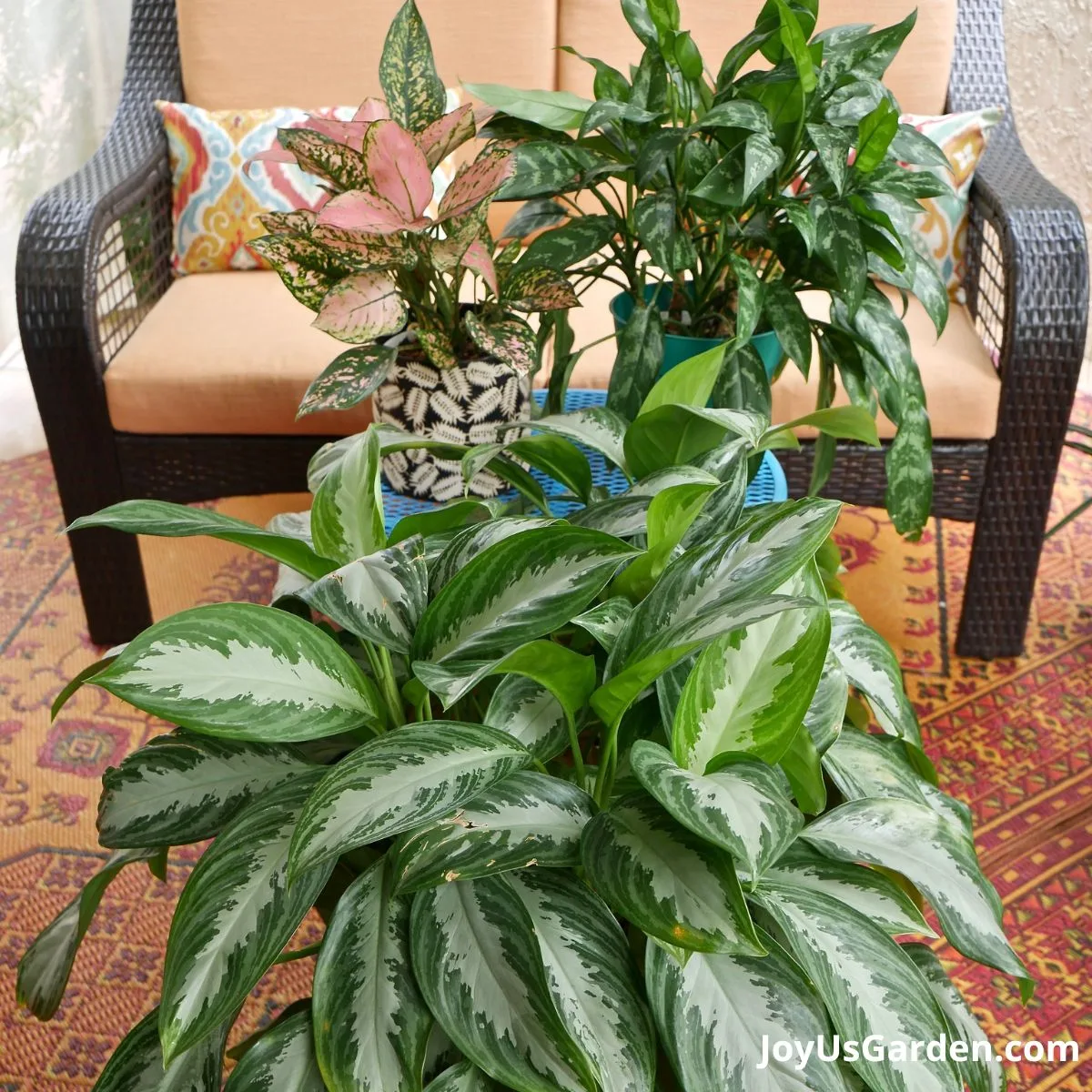 3 chinese evergreen plants are placed outside on orange patio: pink aglaonema, aglaonema maria, and silver bay aglaonema 