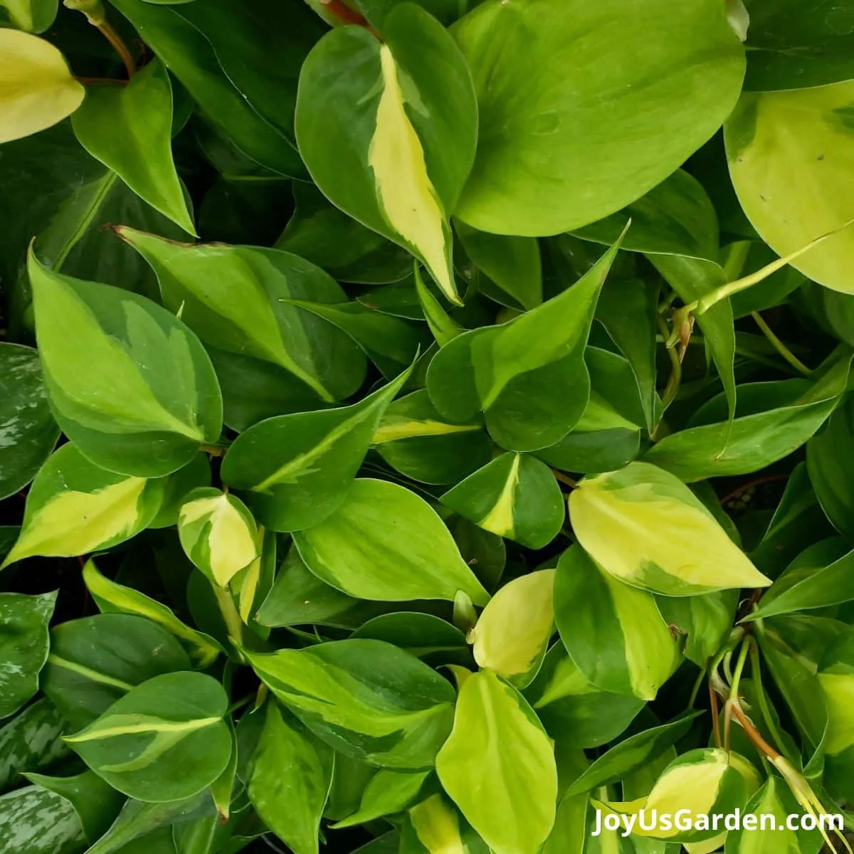 close up on the foliage leaves of philodendron brasil