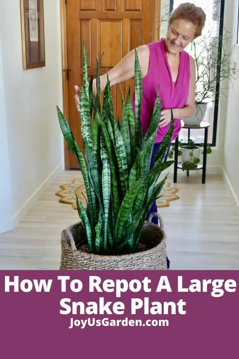 nell foster in pink blouse standing next to snake plant in plant basket text reads how to repot a large snake plant joyusgarden.com