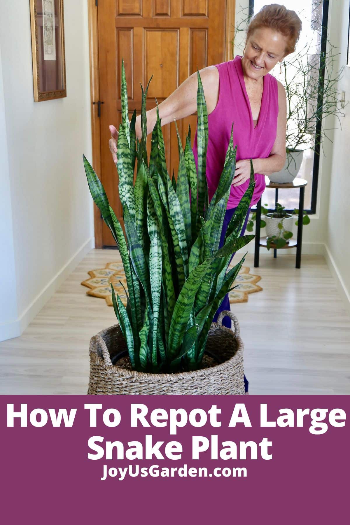 Large Snake Plant Repotting Guide