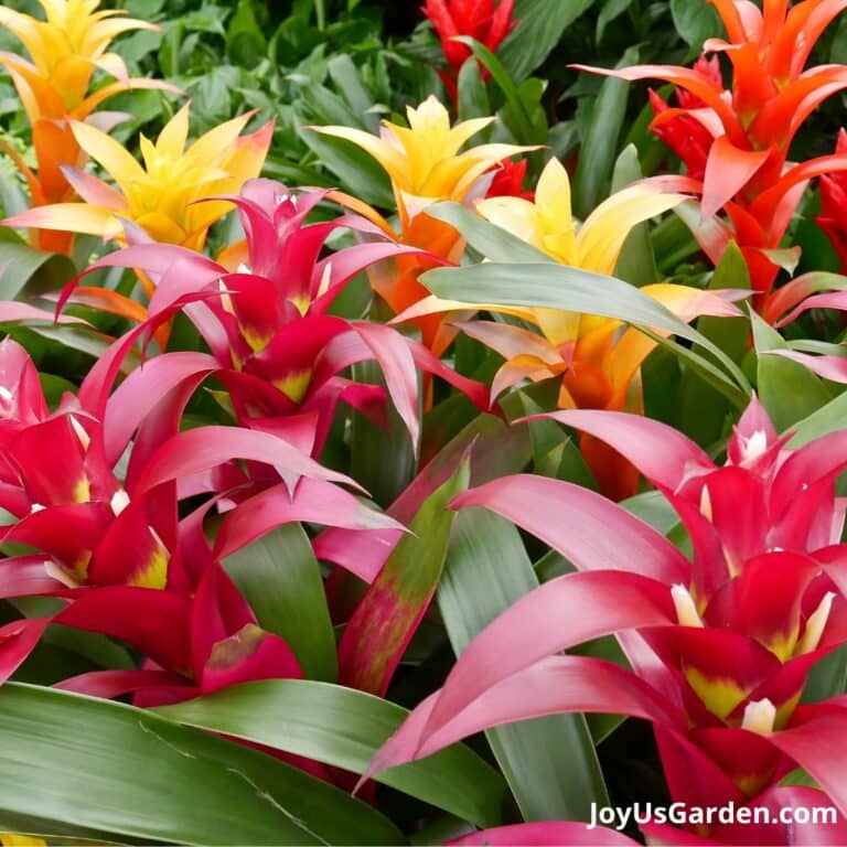 Bromeliad Care: How to Successfully Grow Bromeliads Indoors