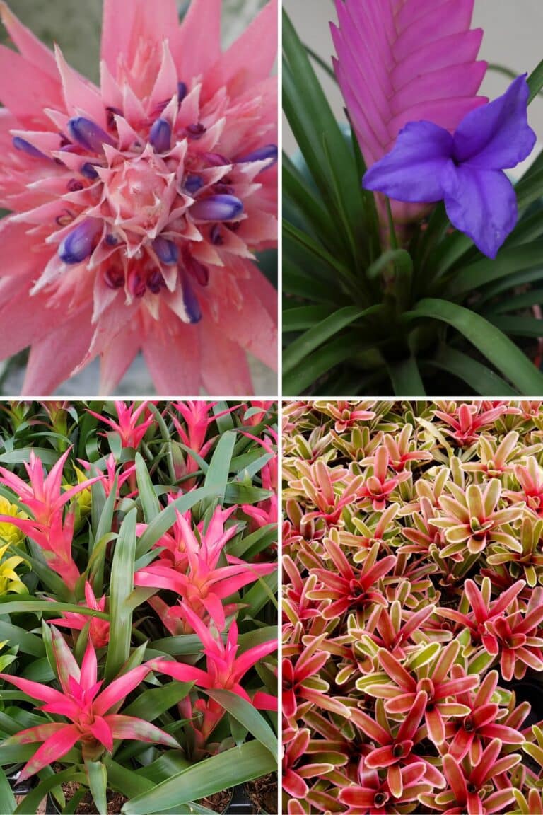 Bromeliad Care: How to Successfully Grow Bromeliads Indoors