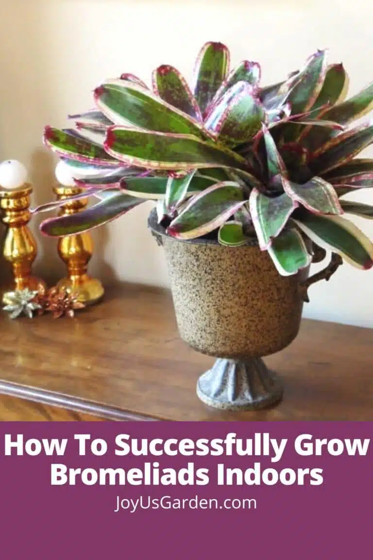 a large, colorful neoregelia bromeliad in a metal urn planter sits on a table next to a window text reads how to successfully grow bromeliad indoors joyusgarden.com