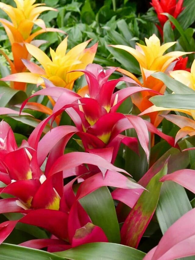 A Guide To Indoor Bromeliad Care