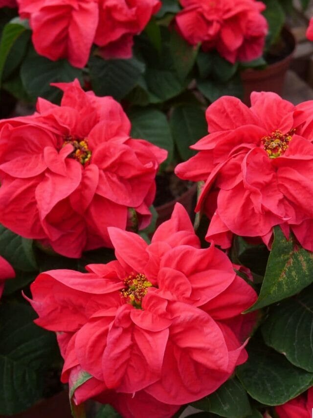 Poinsettia Care: Tips To Keep Your Looking Good