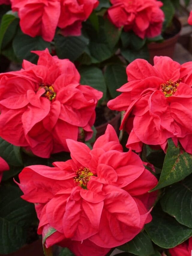 cropped-poinsettia-care-tips-2.jpg