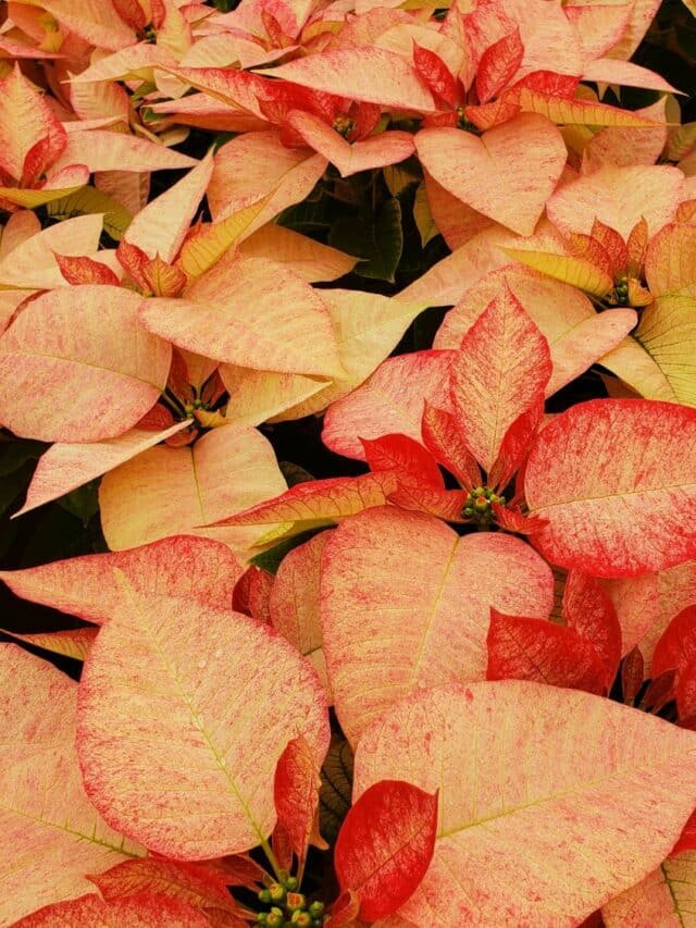 Poinsettia Buying Tips + How To Keep Your Poinsettia  Alive