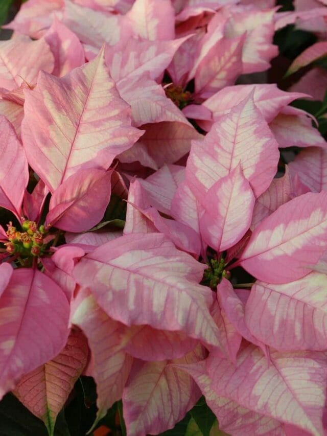 Festive Holiday Plants To Brighten Your Home Decor