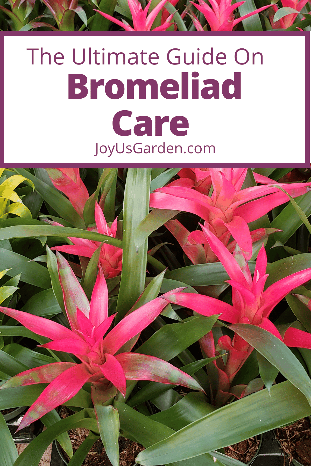 Bromeliad Care: How to Successfully Grow Bromeliads Indoors