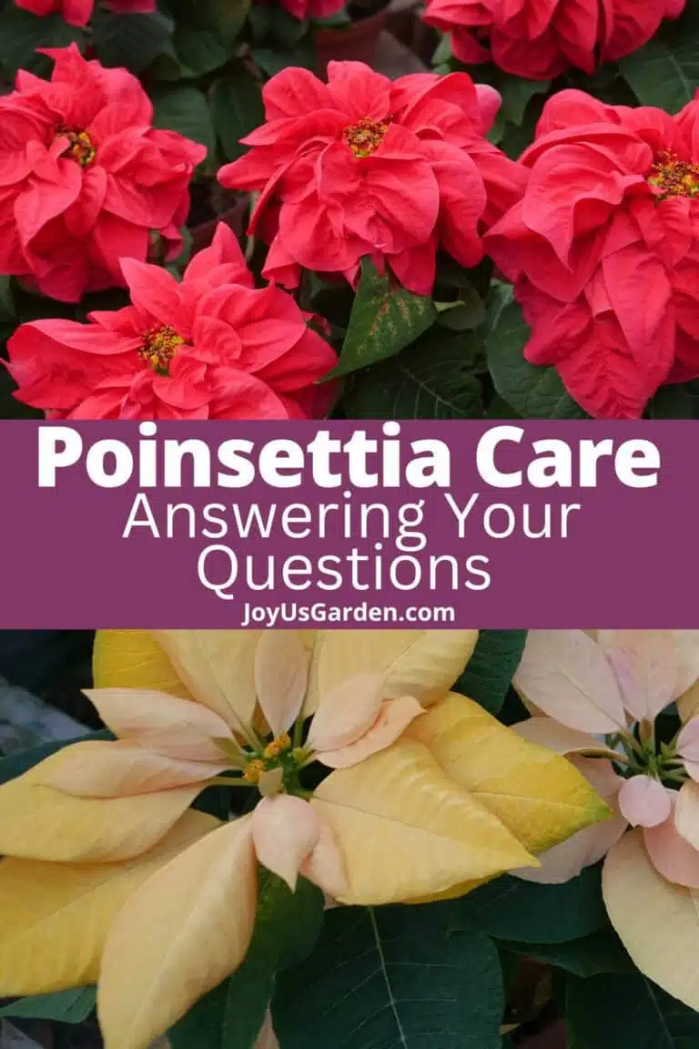 a collage with red poinsettias on the top & yellow poinsettias on the bottom the middle text reads poinsettia care answering your questions joyusgarden.com