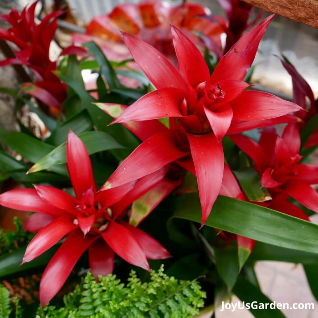 Christmas Plants and Flowers: 13 Choices Other Than Poinsettias