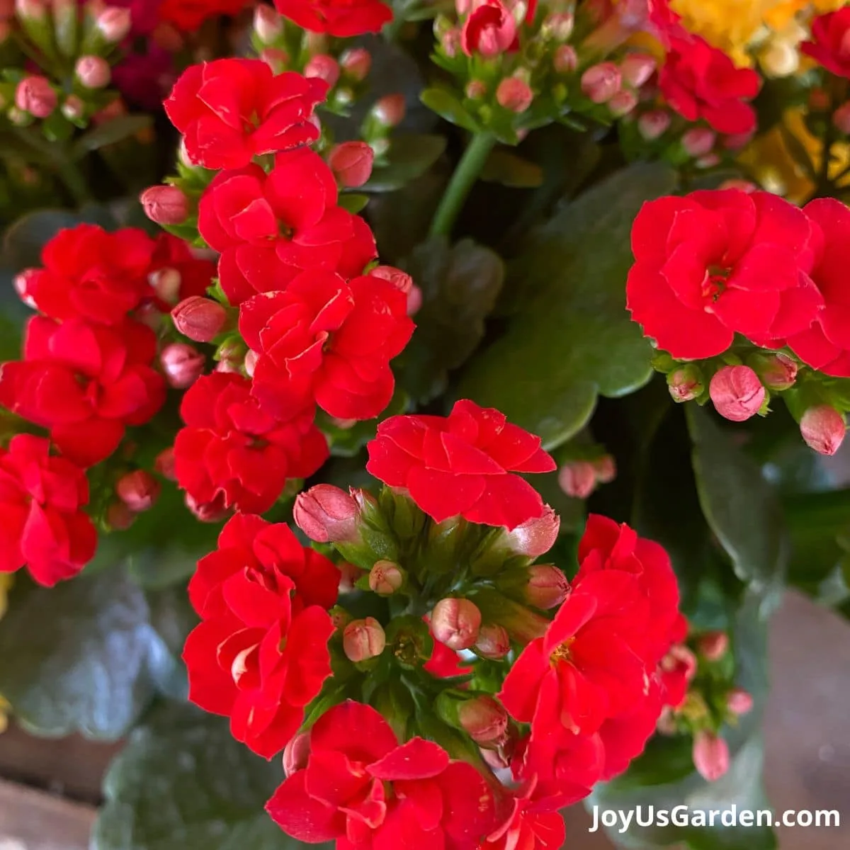 calandiva kalanchoe with red flowers in bloom