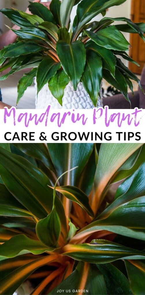 Mandarin Plant Care & Growing Tips (2024 Guide)