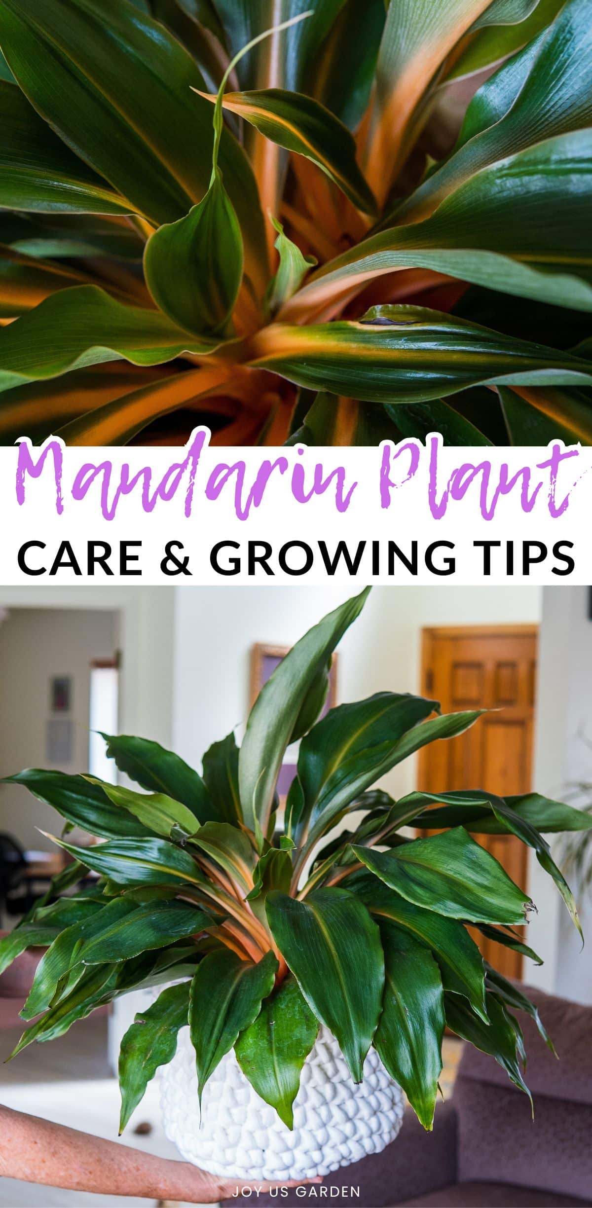 Mandarin Plant Care & Growing Tips (2024 Guide)