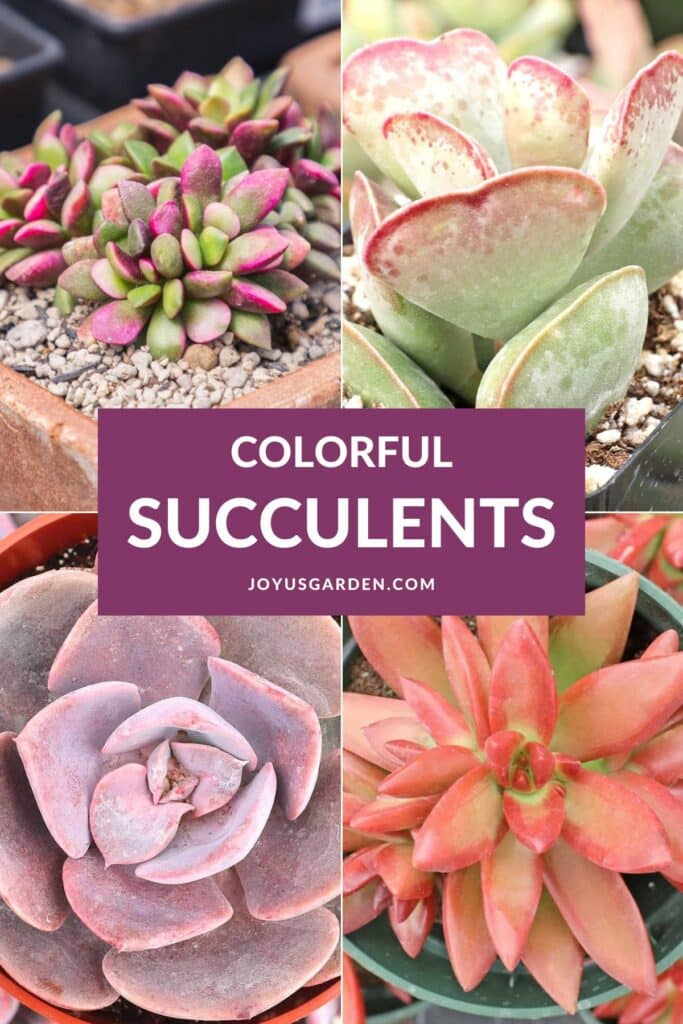 Colourful Succulents 30 To Add Curiosity To Your Backyard Batang Tabon