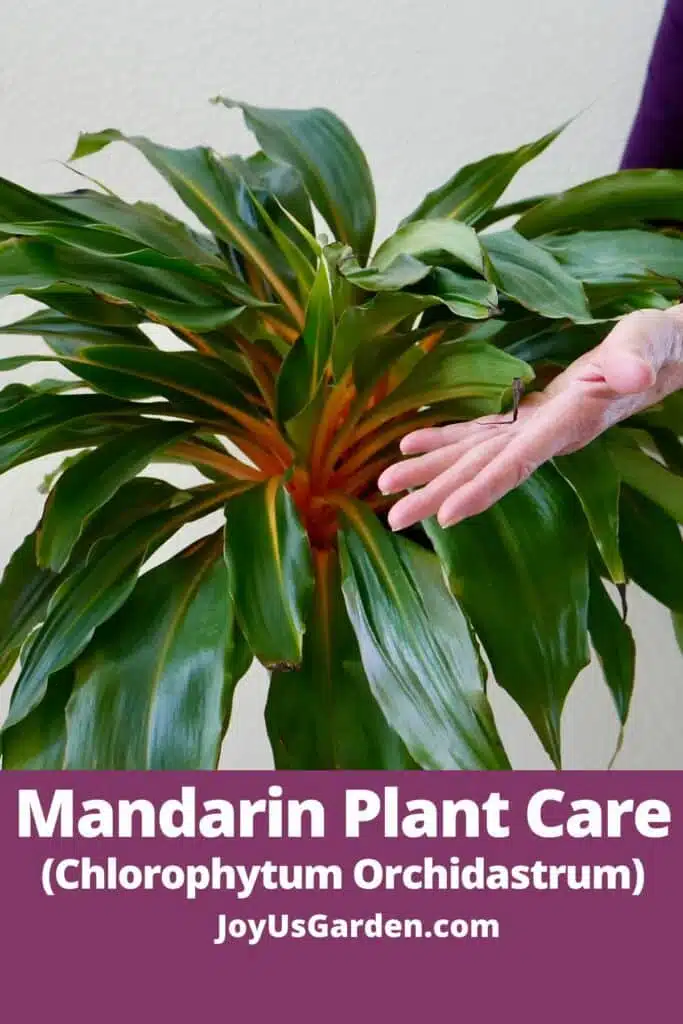 photo of woman holding mandarin plant hand shown text reads mandarin plant care joyusgarden.com