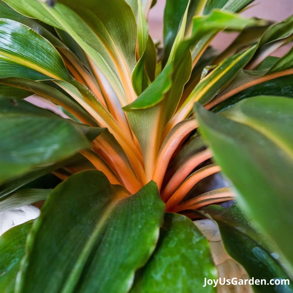 orange stems shown on Mandarin Plant also known as Chlorophytum orchidastrum Fire Flash and Chlorophytum amaniense Fire Flash