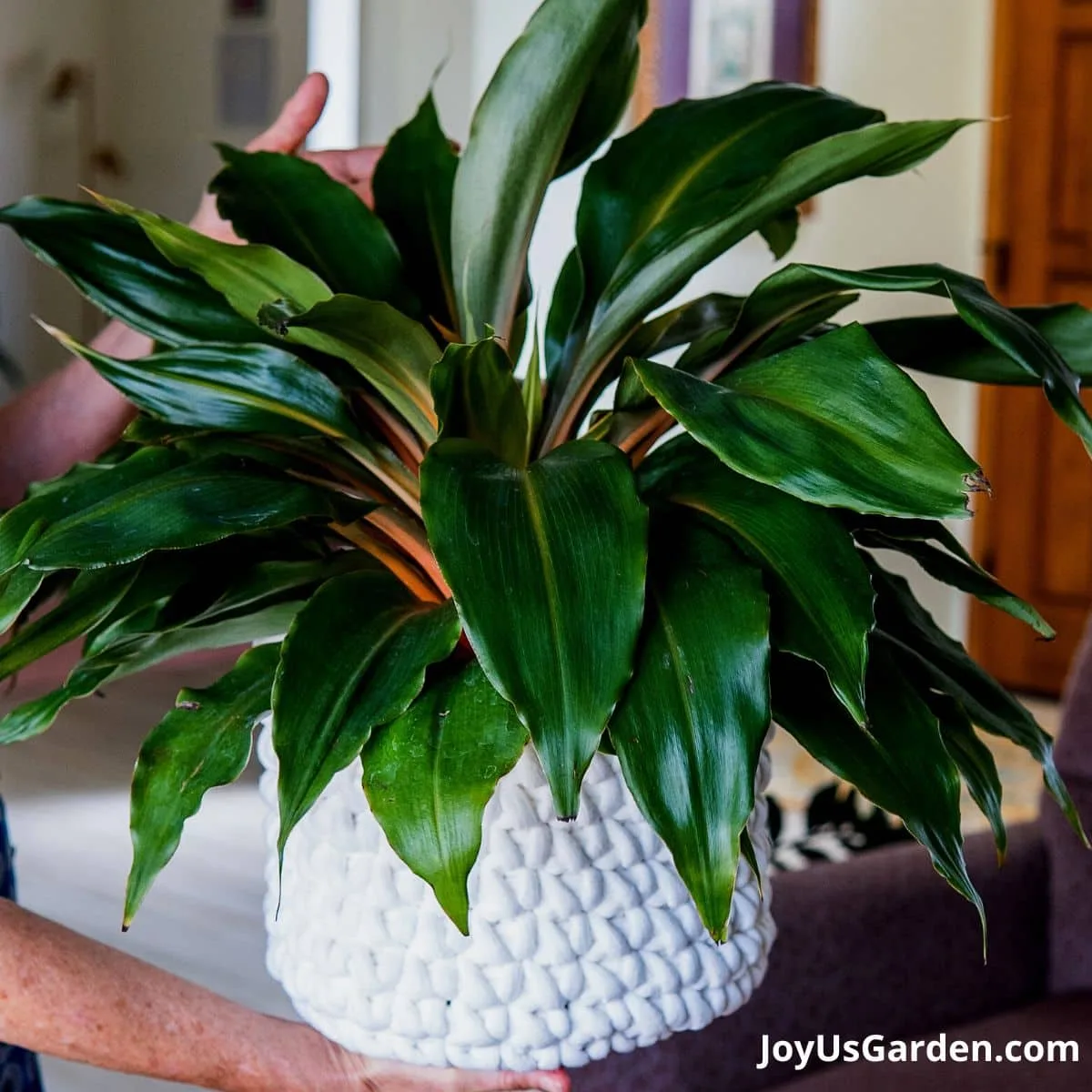 nell foster holding a orange stems shown on Mandarin Plant also known as Chlorophytum orchidastrum Fire Flash and Chlorophytum amaniense Fire Flash in white pot