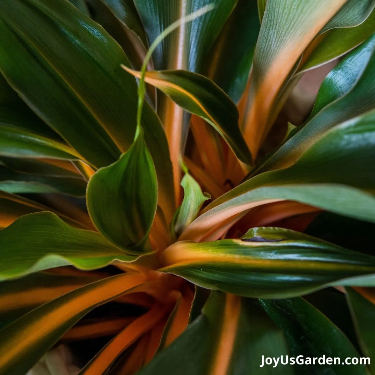 close up of orange stems shown on Mandarin Plant also known as Chlorophytum orchidastrum Fire Flash and Chlorophytum amaniense Fire Flash