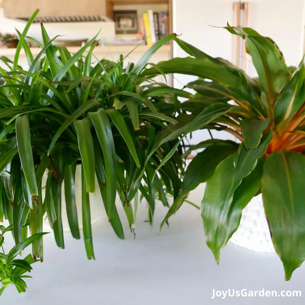 spider plant shown on kitchen counter next to Mandarin Plant 