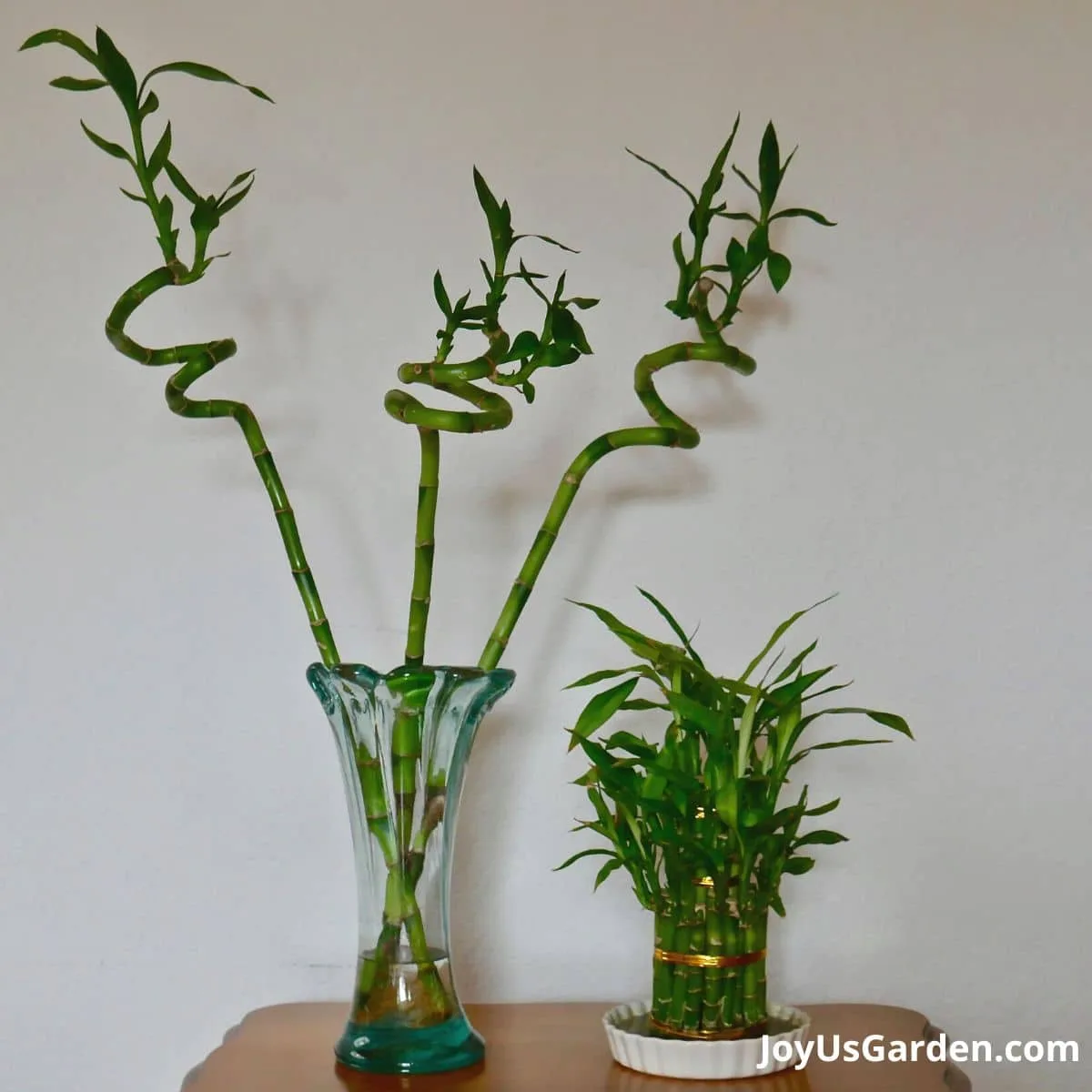 2 lucky bamboos growing in water on table, left is spiral or curly and on the right a bundle lucky bamboo