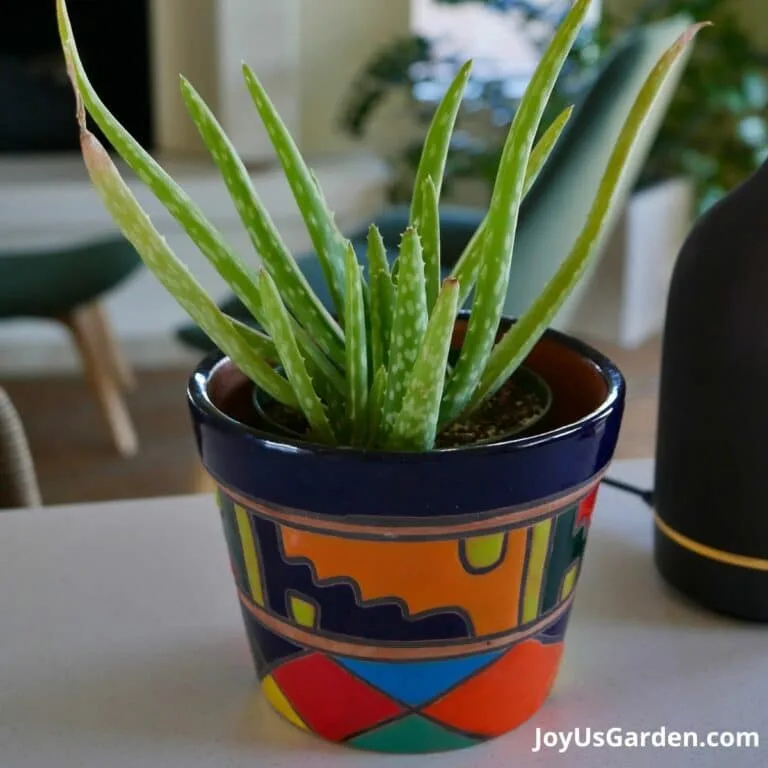 Aloe vera planted in a Talavera pot indoors.