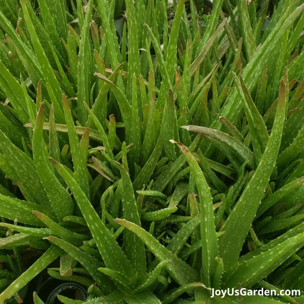 aloe vera plants clumped together on table in green house