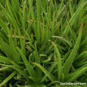 Aloe Vera Plant Care: An Easy Care Succulent Houseplant