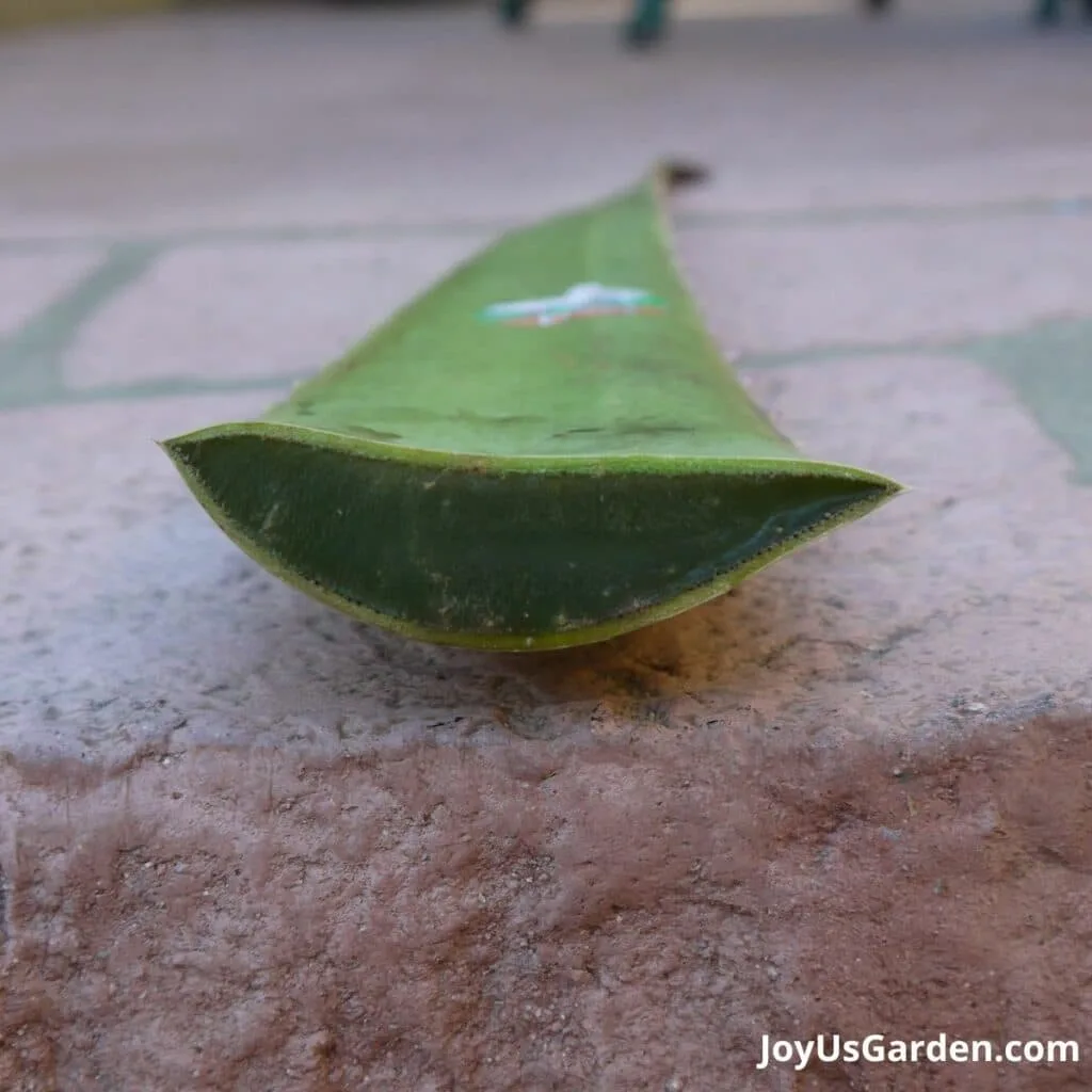 close up of a large aloe vera leaf cut open with lots of aloe vera gel inside