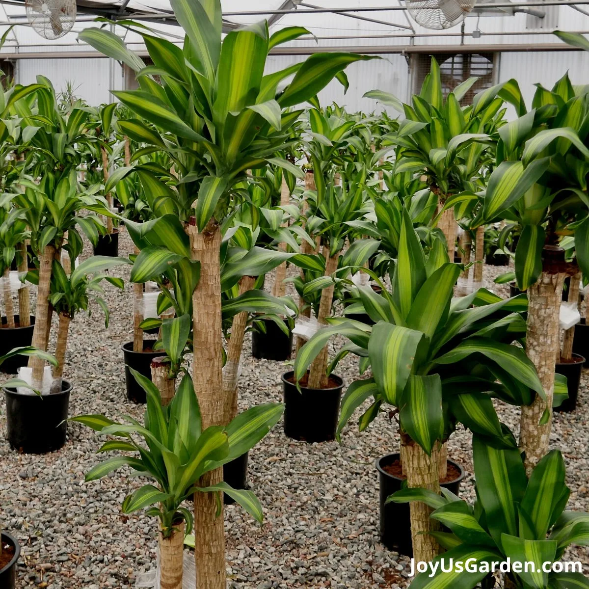 dozens of Dracaena fragrans growing in nursery