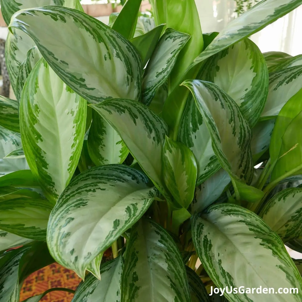 aglaonema chinese evergreen foliage 