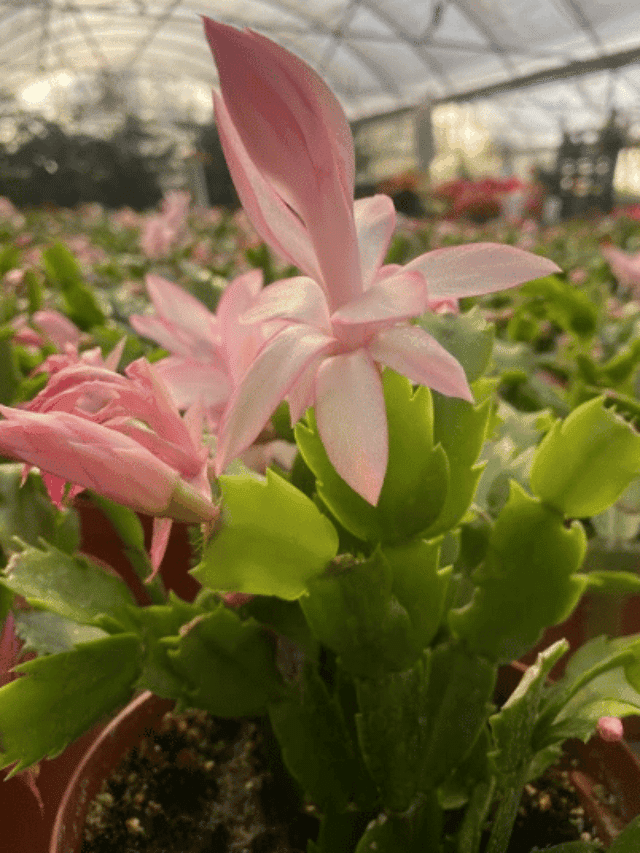 How To Repot Christmas Cactus