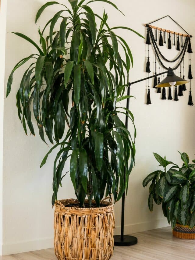 A Guide To Indoor Plant Care For Beginners