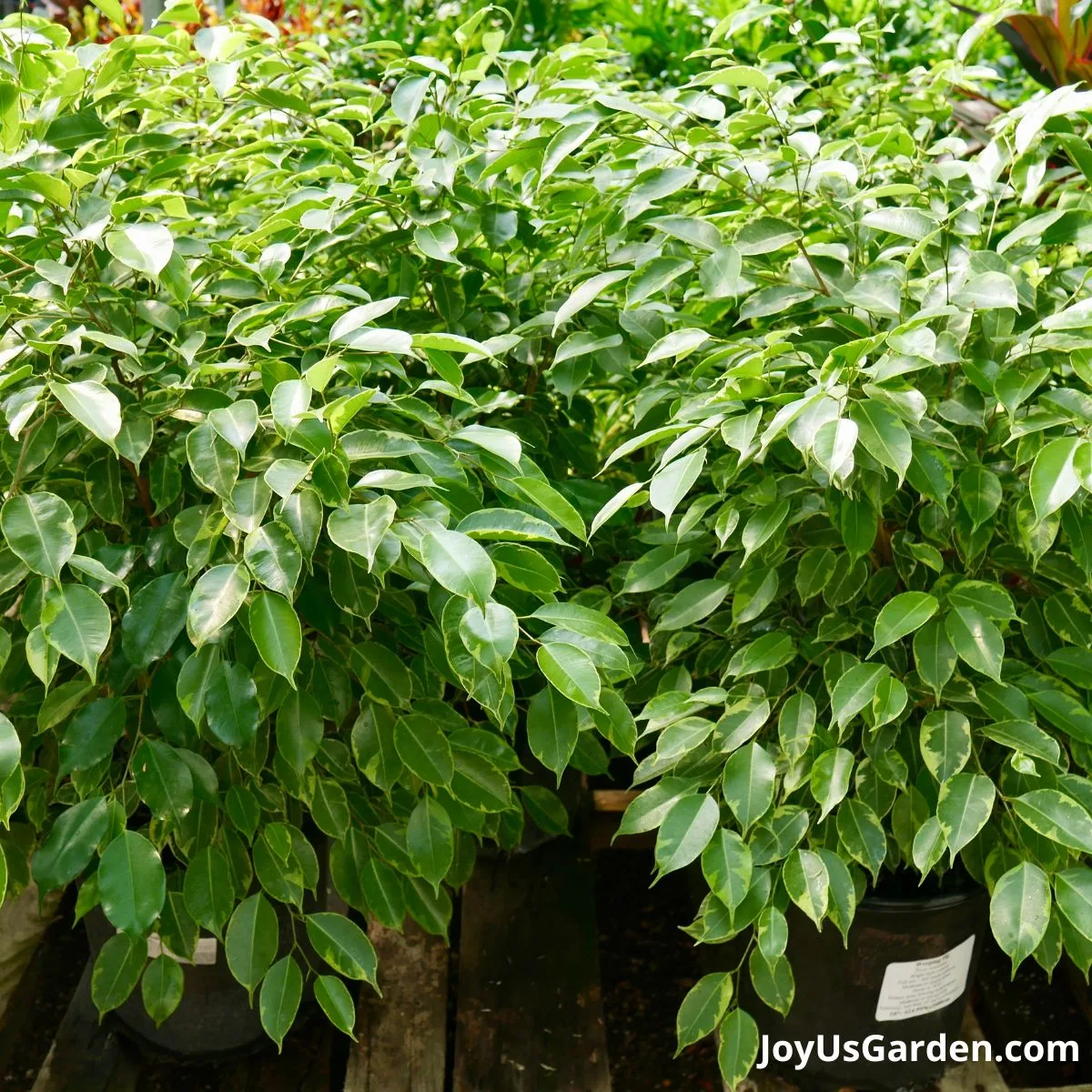 ficus benjaminas in grow pots in plant nursery