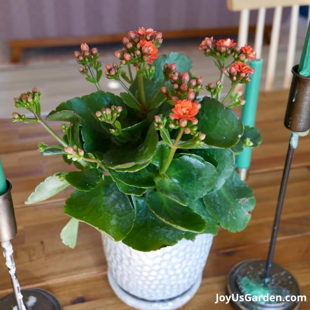 Kalanchoe Blossfeldiana Care: Answering Your Questions