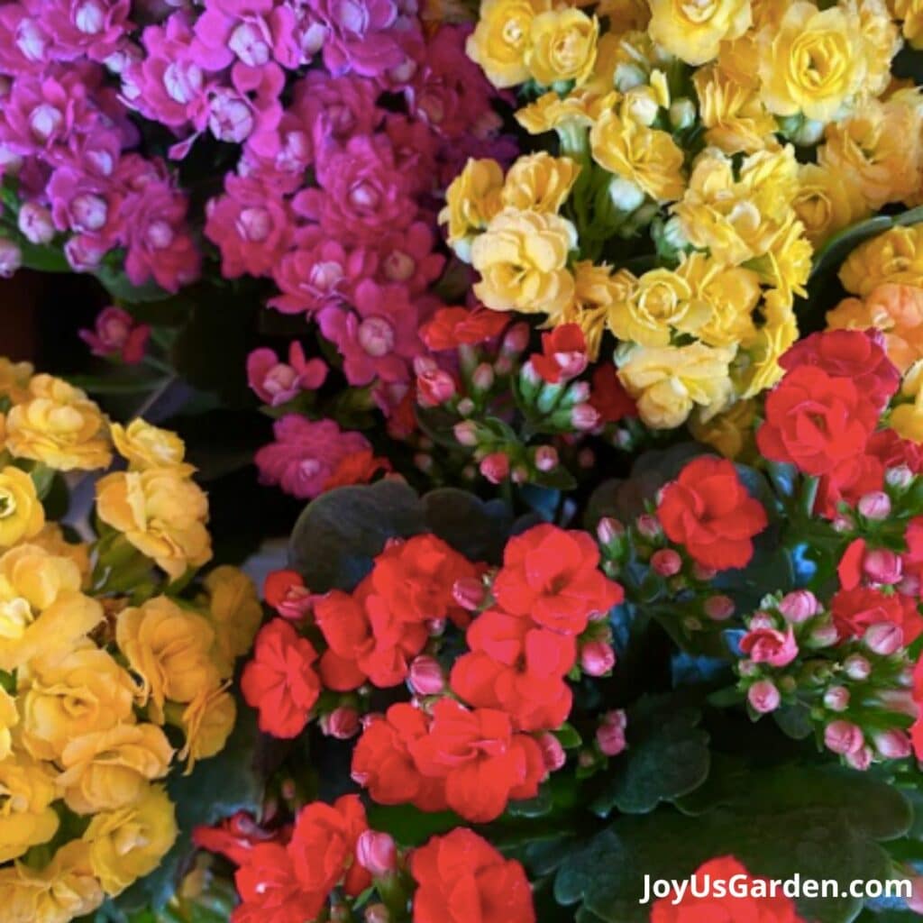 Red yellow and pink kalanchoes grow at a plant nursery.