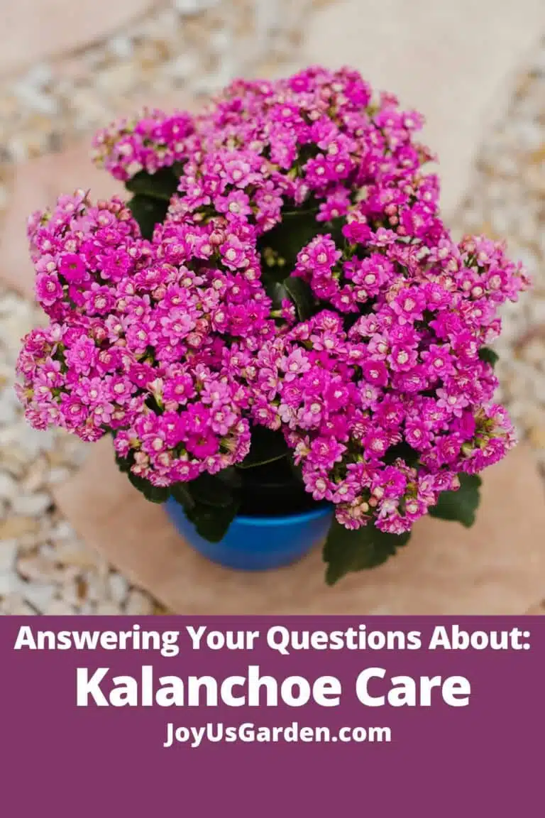 lead photo showing a pink kalanchoe in full bloom text reads answering your questions about kalanchoe care joyusgarden.com