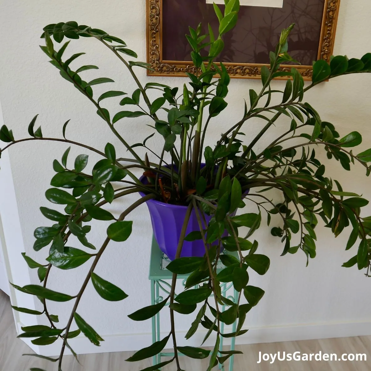 zz plant indoors in purple pot and on a blue plant stand